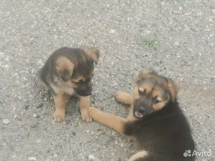 Собака в добрые руки щенок