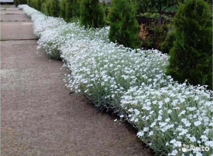 Барвинок, ясколка, вербейник, живучка