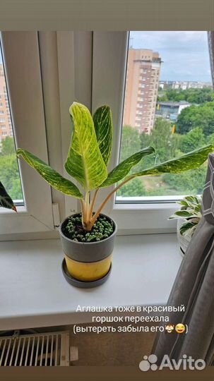 Консультация/Уход за домашними цветами