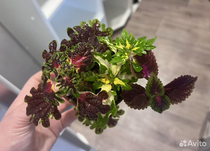 Колеусы сортовые