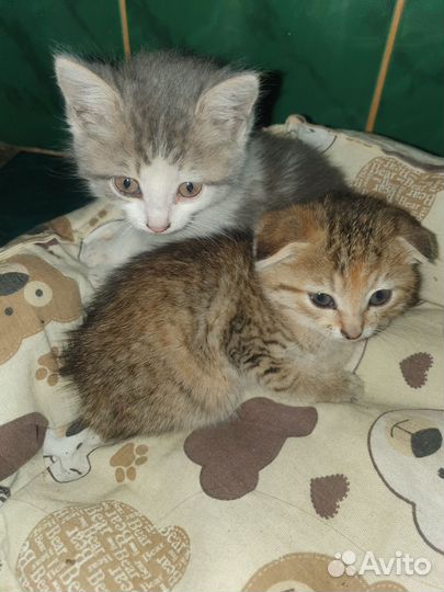 Котята в добрые руки бесплатно