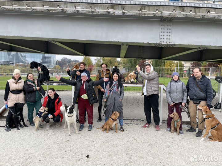 Дрессировка собак кинолог