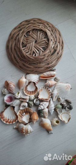 Ракушки с корзинкой для интерьера и поделок
