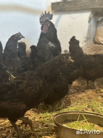 Брама куропатчатая