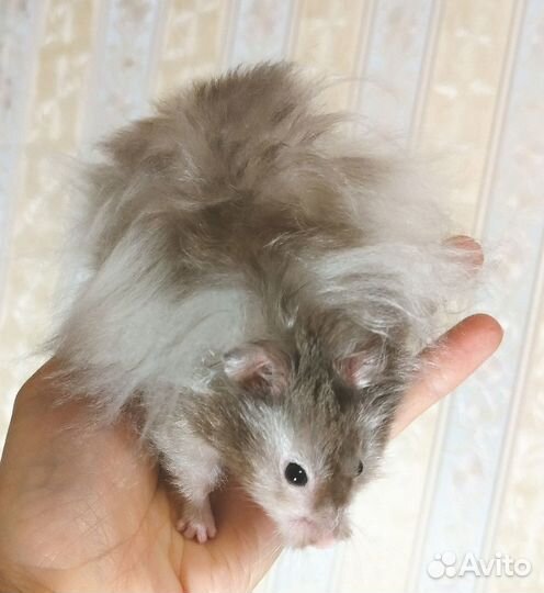 Хомяки ангорские длинношерстные, сатин
