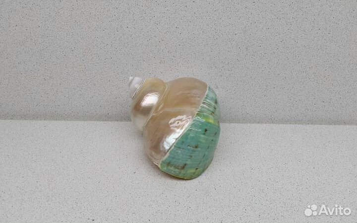 Бургис 10 морская ракушка раковина