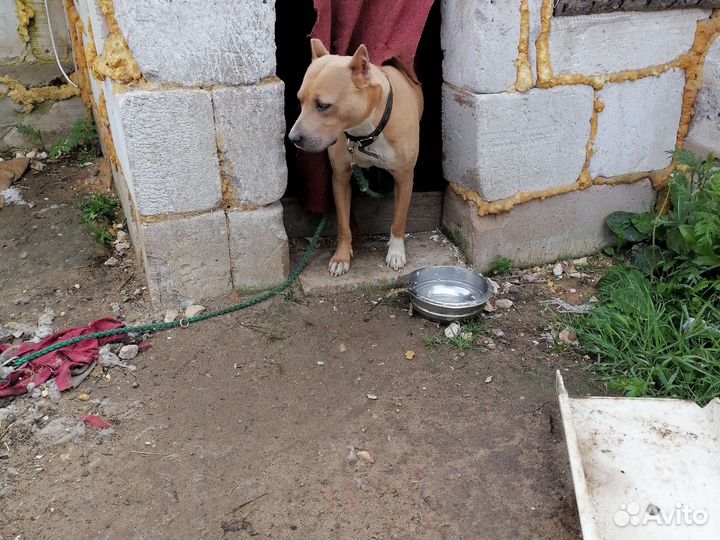 Щенки питбуля