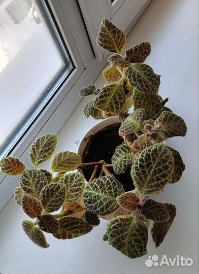 Продаю растение
