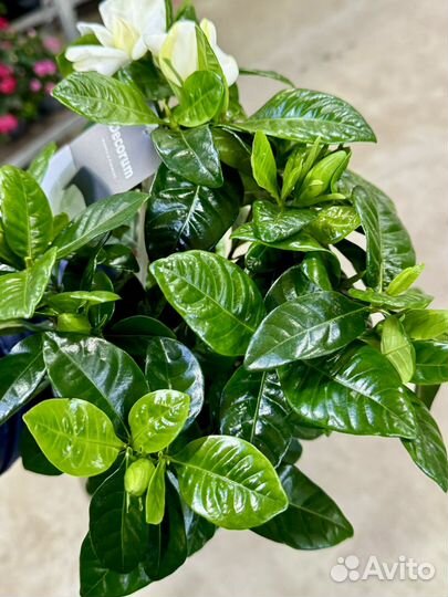 Гардения жасминовидная