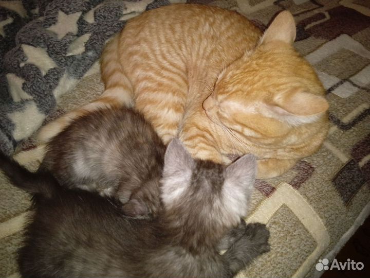 Котята метисы от папы британца