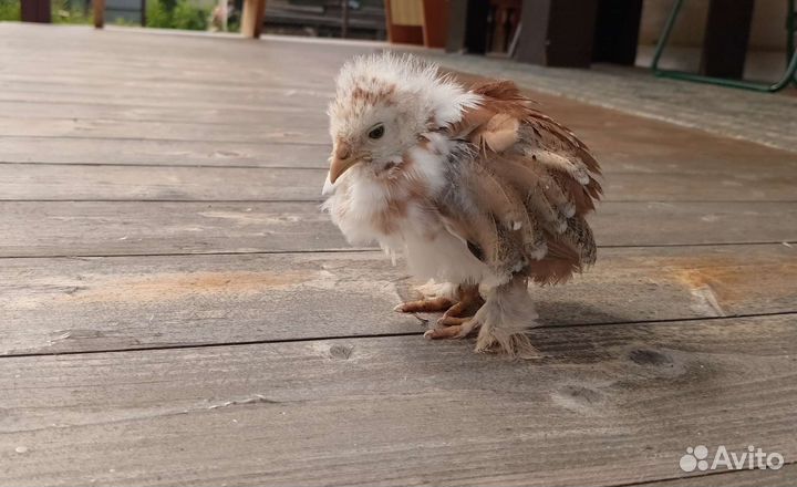 Продам цыплят породы Бентамка