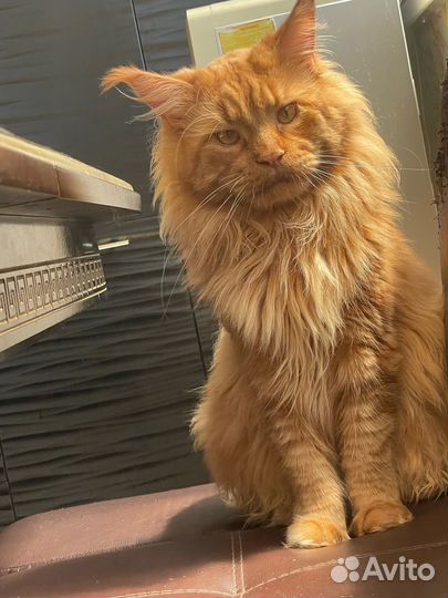 Кот мейн-кун вязка