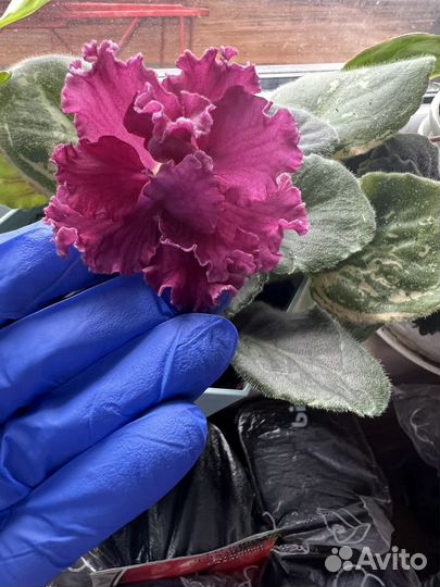 Фиалка стартер взбитые сливки