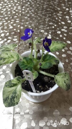 Фиалка мини.Мия.Детка