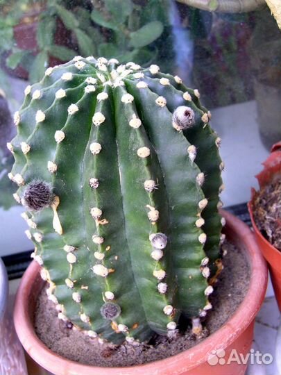 Продам готовящиеся цвести эхинокактусы и их детки