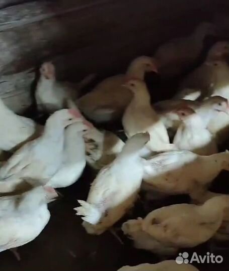 Петушки Ломан Браун