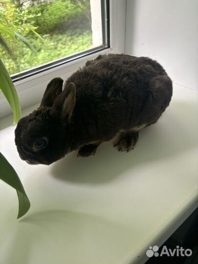 Кролик карликовый рекс