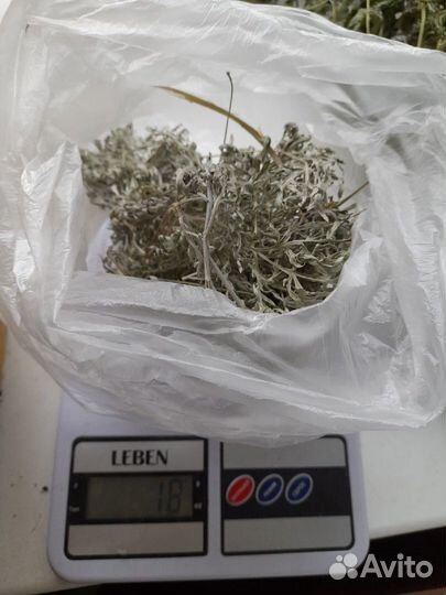 Трава полынь серебристая, алтарная, для ритуалов
