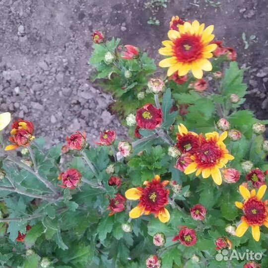 Хризантема веточная срезочная