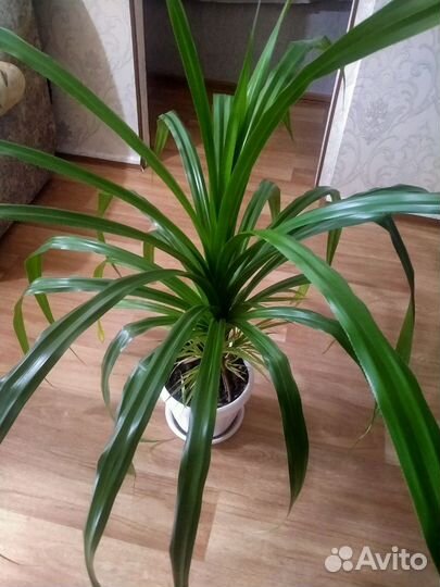 Пальма панданус