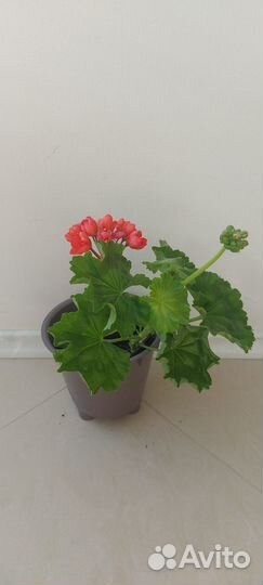 Пеларгония герань сортовая