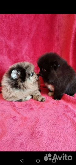 Пом детишки, мохнатые мишки