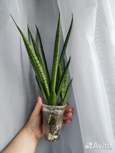 Сансевиерия сильвер перрот