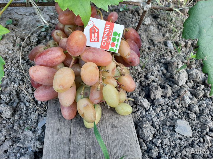 Саженцы крупноплодных сортов винограда(до23 грамм)