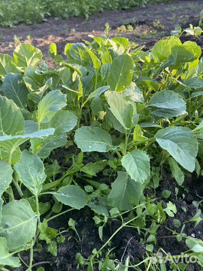 Рассада Капуста