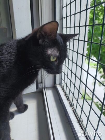 Черная кошка-подросток