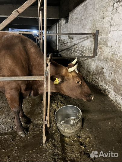 Корова высокоудойная