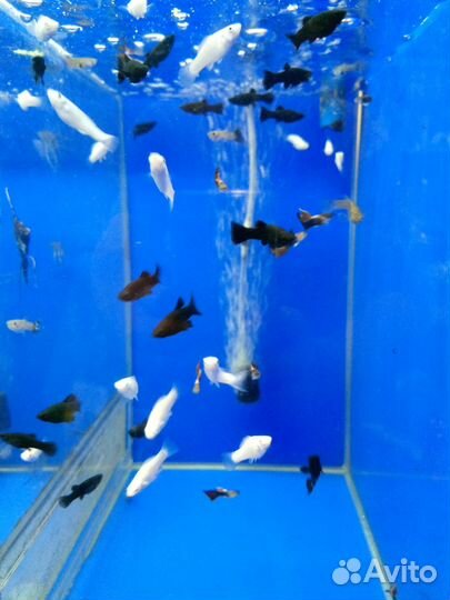 Аквариумистика