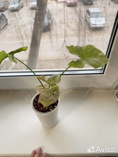 Сингониум милк конфети