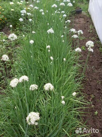 Джусай (зелень со вкусом чеснока)