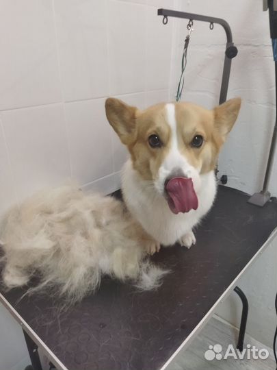 Стрижка собак, экспресс линьки