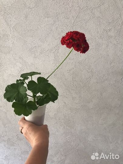 Цветущие Черенки сортовых Пеларгоний и Гераней