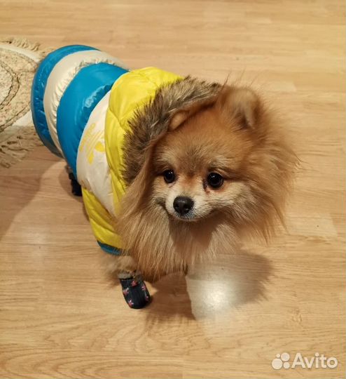 Комбинезон для собак мелких пород