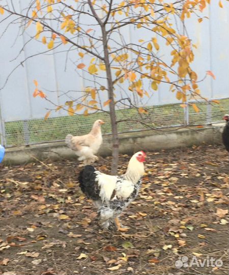 Продам семью курочек Брама