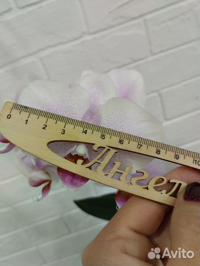 Орхидея Амстердам