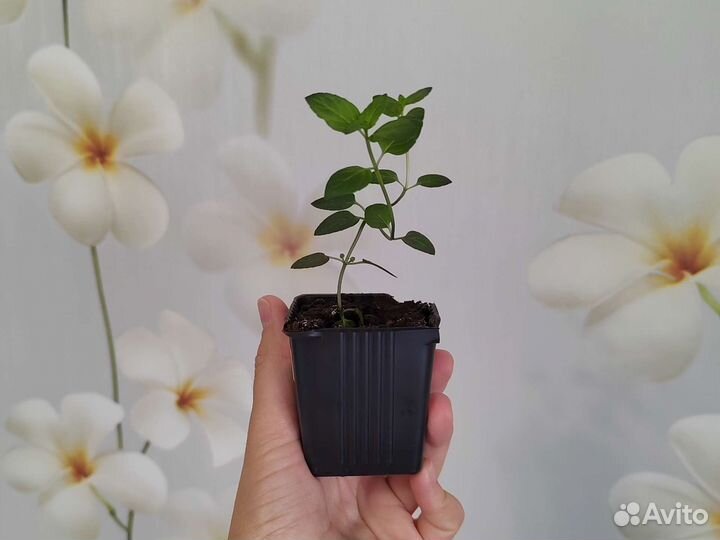 Мята шоколадная