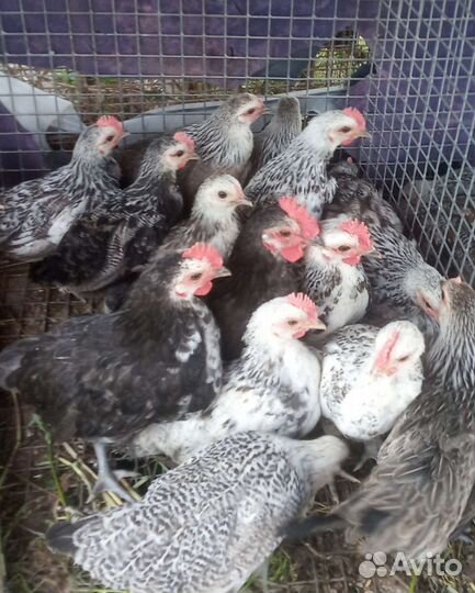 Курочки и петушки