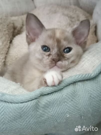 Бурманская