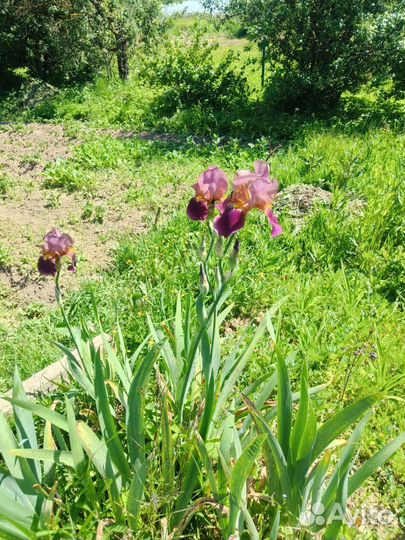 Ирисы бородатые