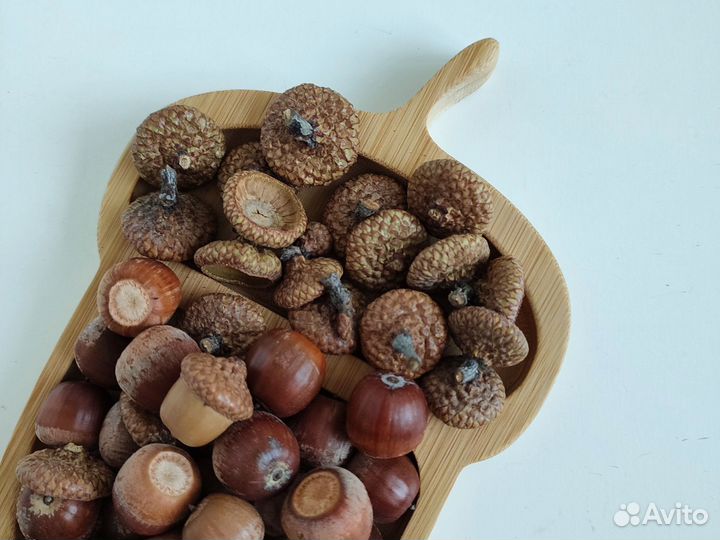 Жёлуди дубовые для поделок и творчества