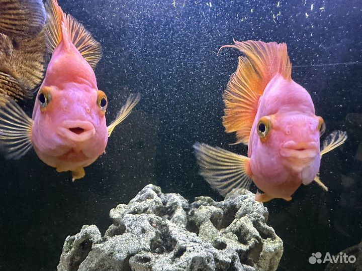 Крупные рыбы цихлиды