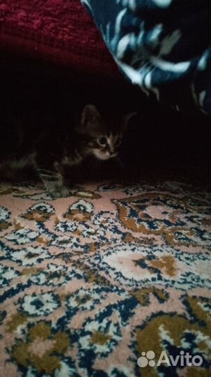 Котенок мальчик