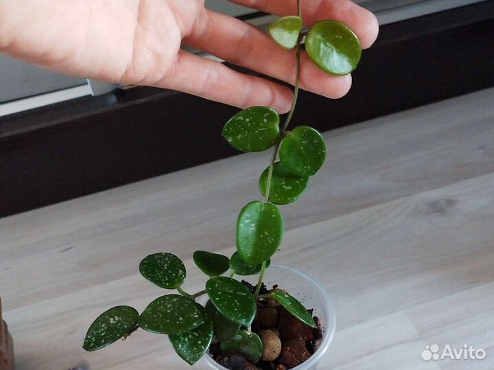 Хойи и арбузная пеперомия