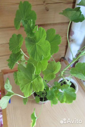 Пеларгония