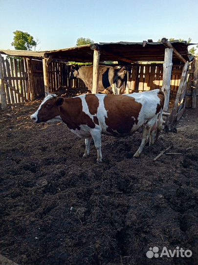 Коровы дойные молочные