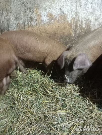 Поросята дюрок